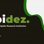 Download Spidez - Powerpoint - Template