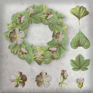 Free Flowers PSD