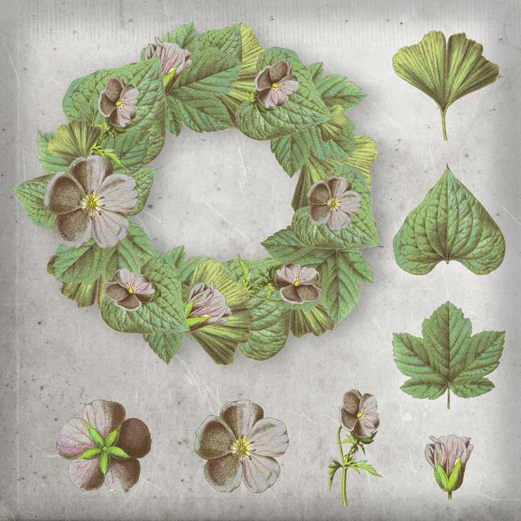 Free Flowers PSD