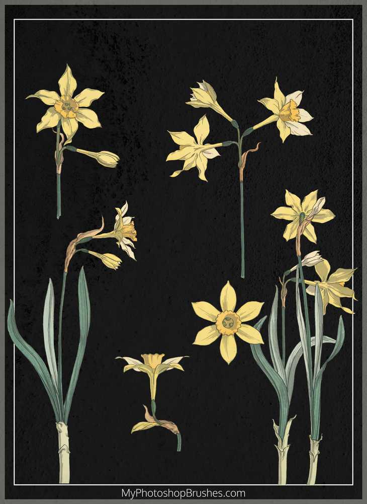 Narcissus Free PSD File