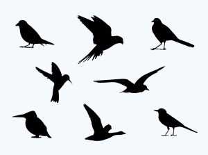 Free Free Birds Silhouette PSD