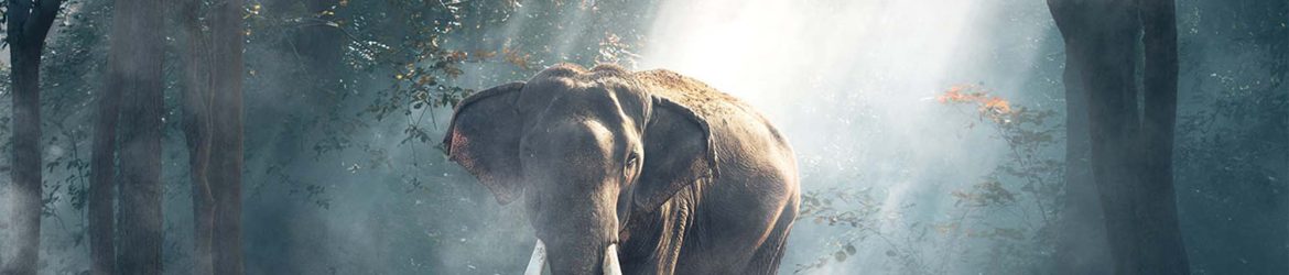 20 Free Mysterious Fog Effect Overlays