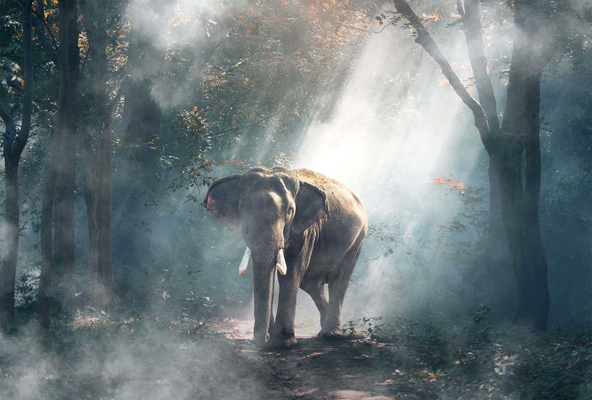 20 Free Mysterious Fog Effect Overlays
