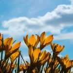 8 Free Flower Photos