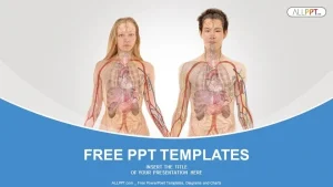 Anterior View of Human Body PowerPoint Templates