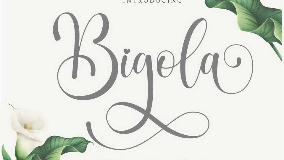 Bigola Script Font › Fontesk