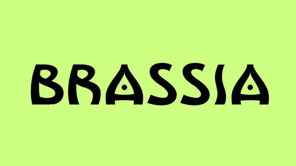 Brassia Font › Fontesk