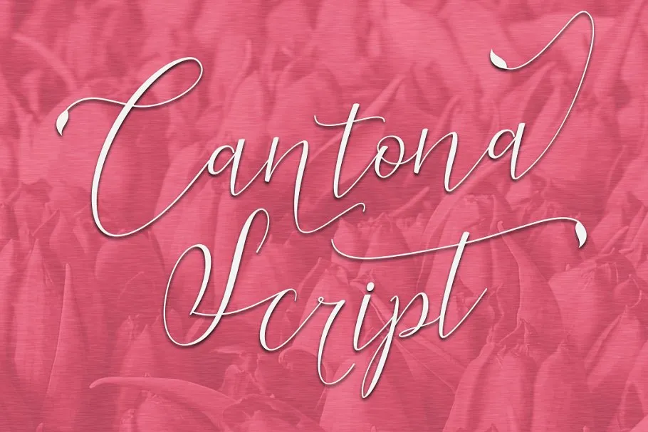 Cantona Script Font