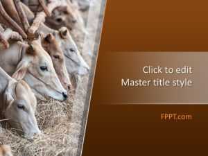 Cattle PowerPoint Template