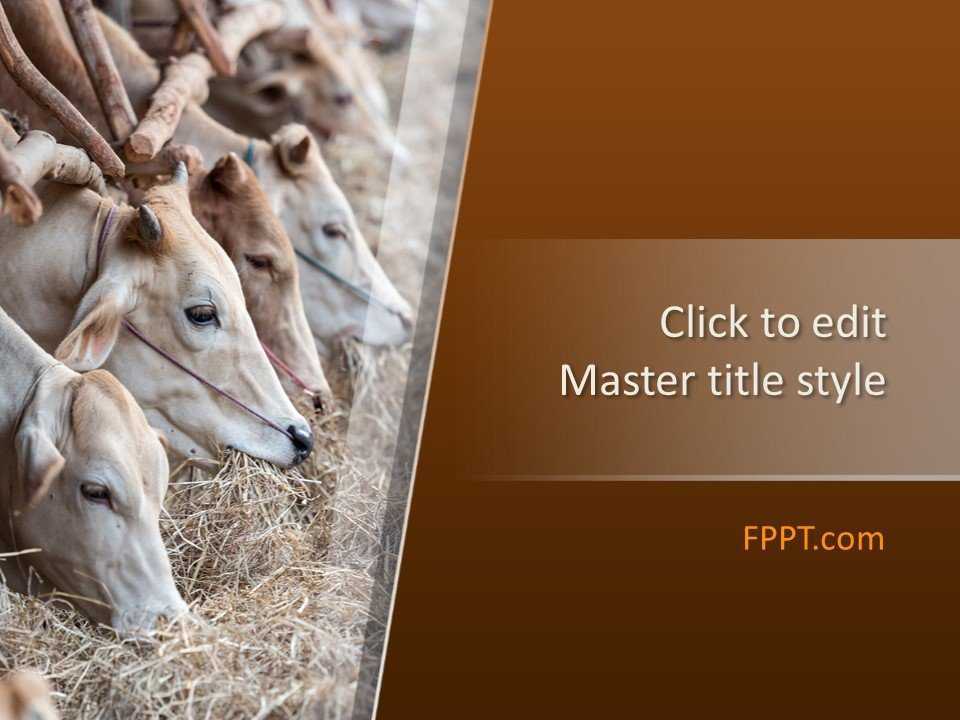 Cattle PowerPoint Template