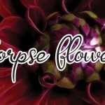 Corpse Flower Font