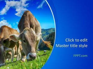 Cows PowerPoint Template