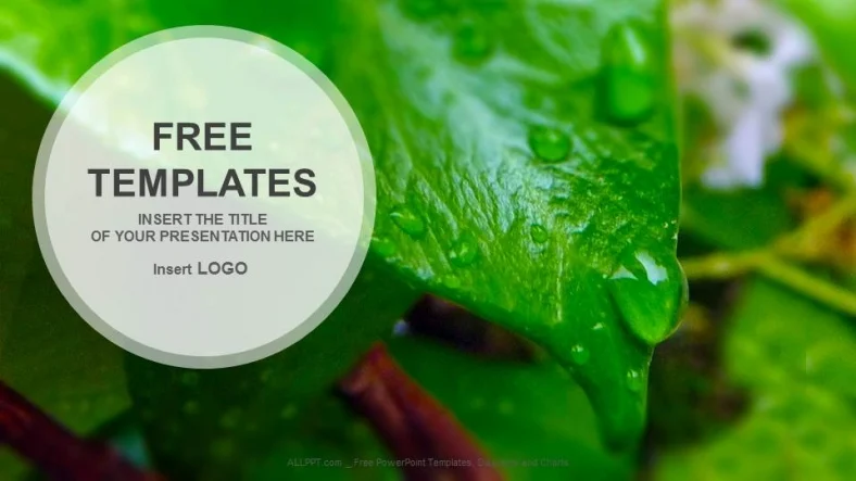 Dew Drop On Green Leaf-Nature PPT Templates