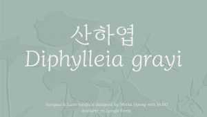 Diphylleia Font › Fontesk