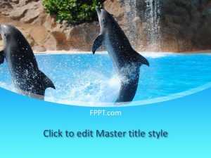 Dolphins PowerPoint Template
