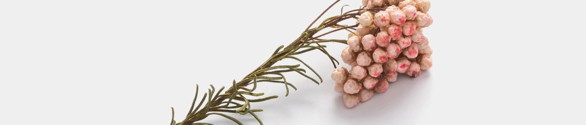Dried flower