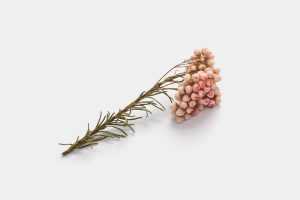 Dried flower