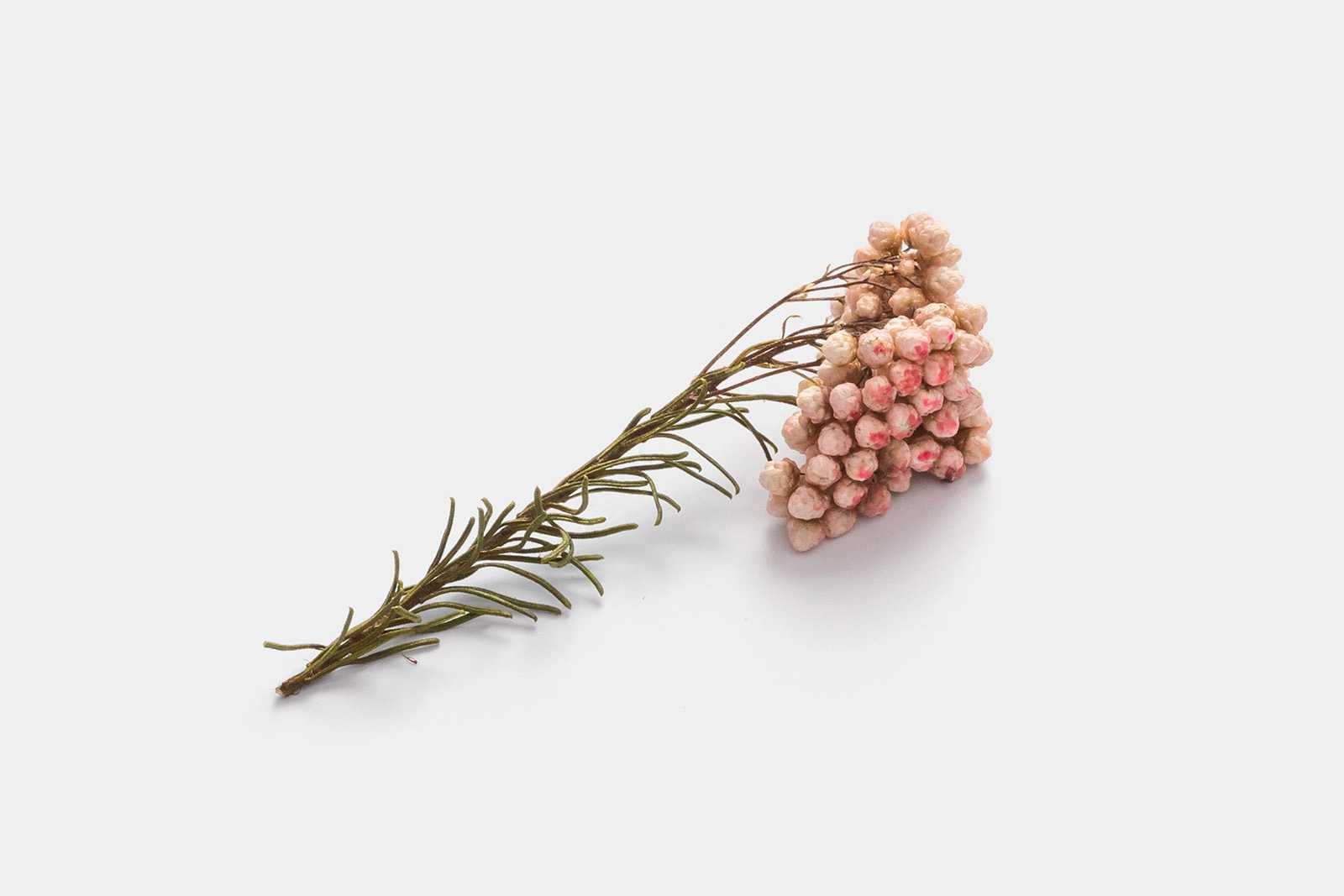 Dried flower