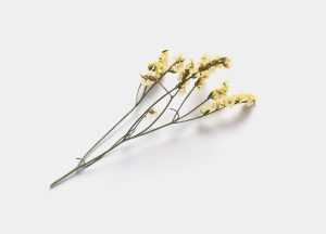 Dried flower