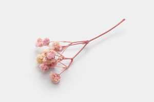Dried flower graphic