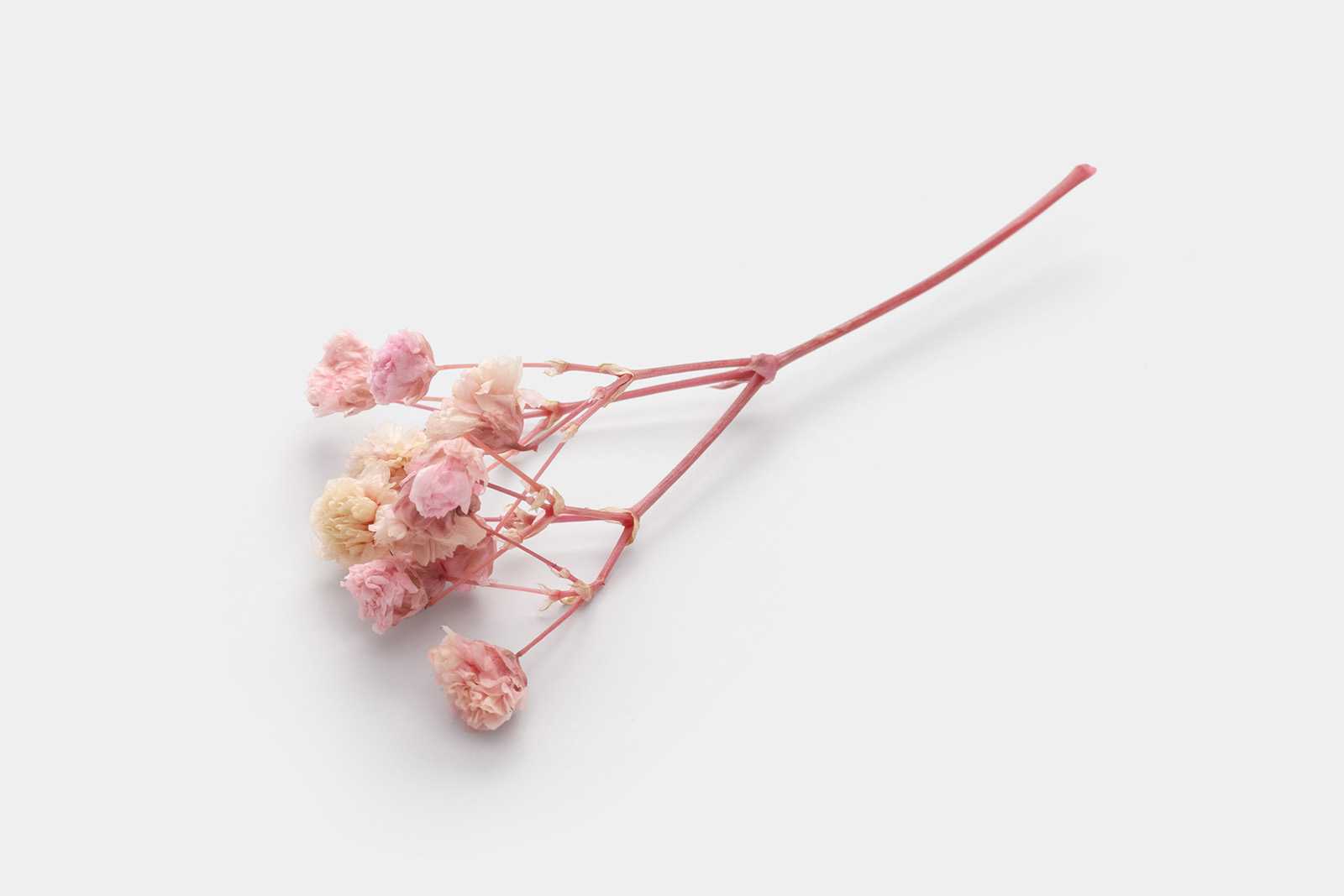 Dried flower graphic