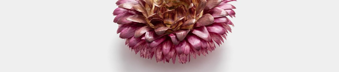 Dried flower PSD