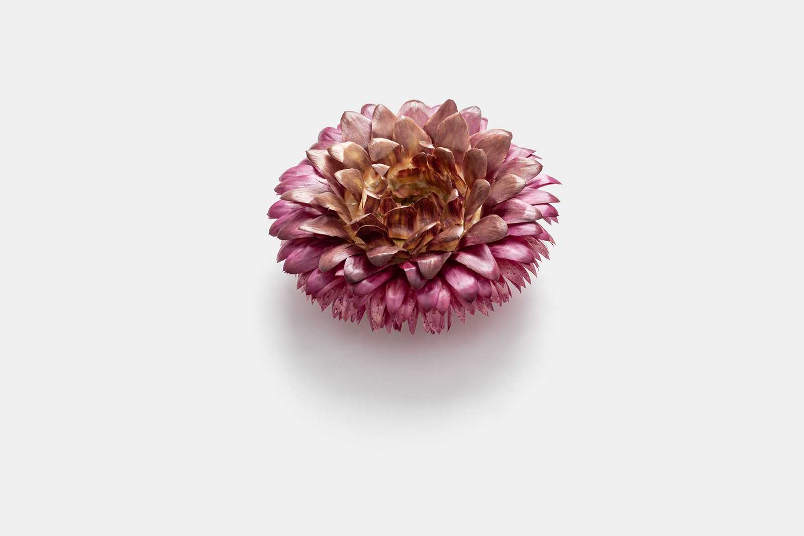 Dried flower PSD