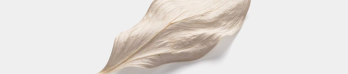 Dried leaf