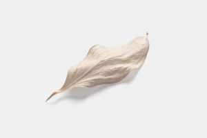 Dried leaf
