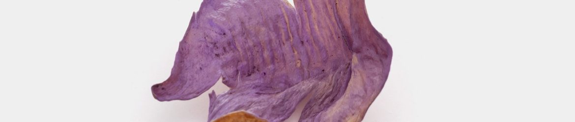Dried petal