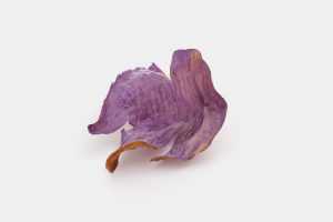 Dried petal
