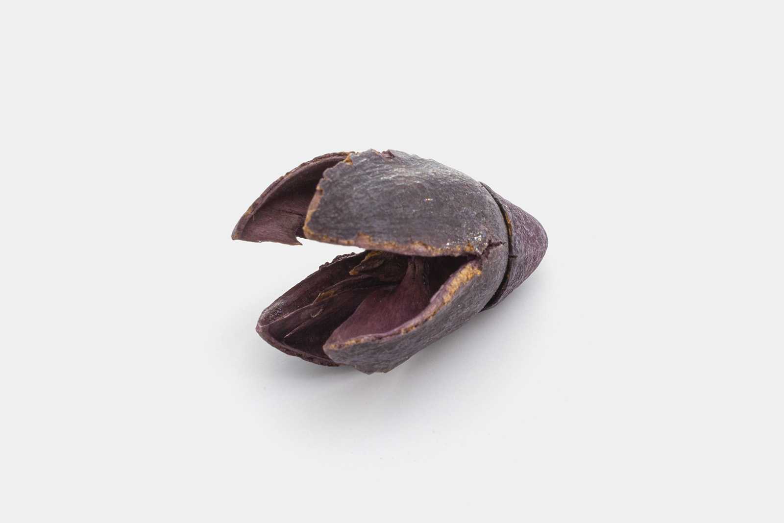 Dried plant graphic