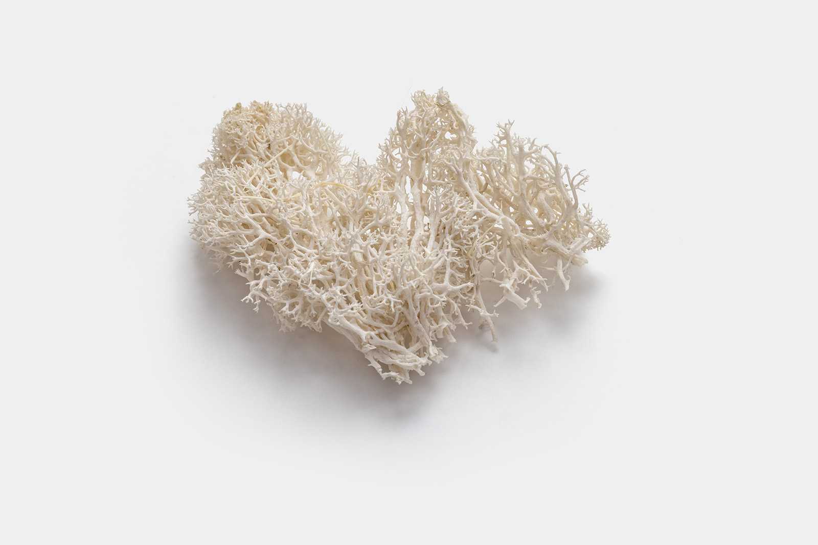Dried plant PSD