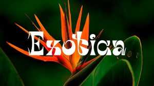 Exotica Font › Fontesk