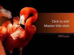 Flamingo PowerPoint Template