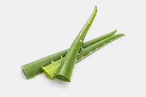 Free aloe vera image