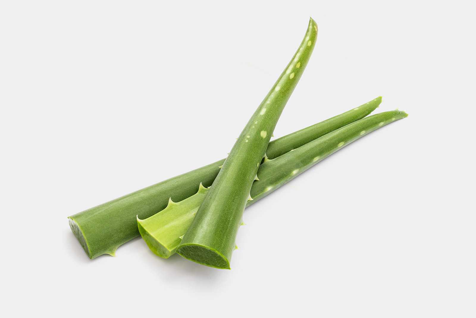 Free aloe vera image