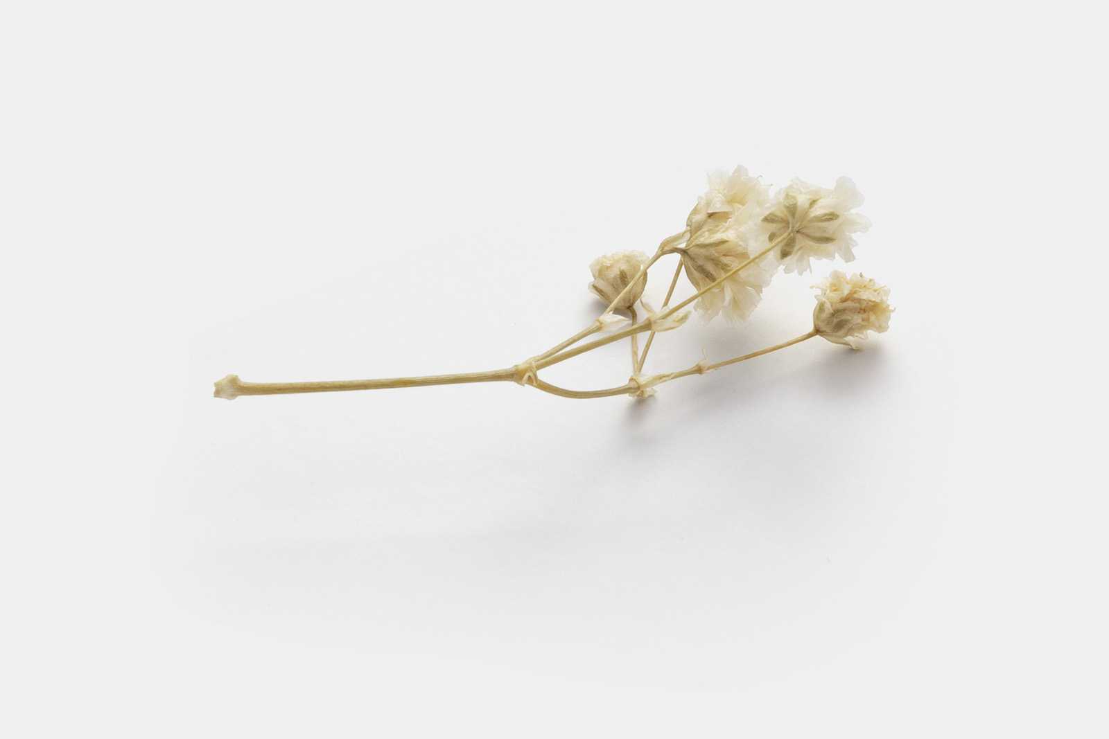 Free dried flower graphic