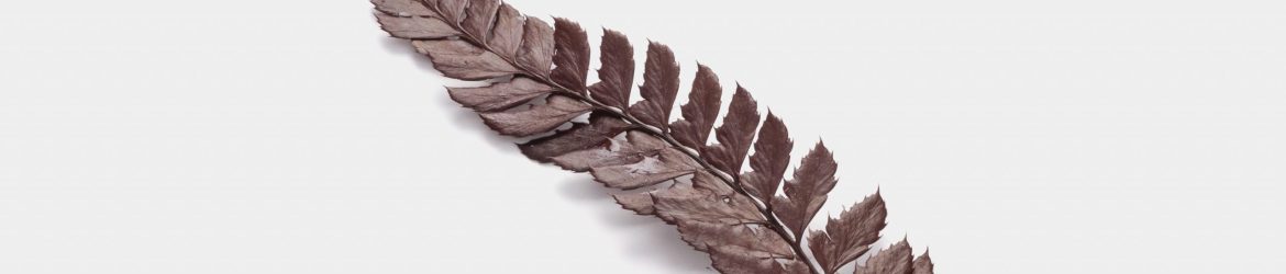 Free dried leaf mockup