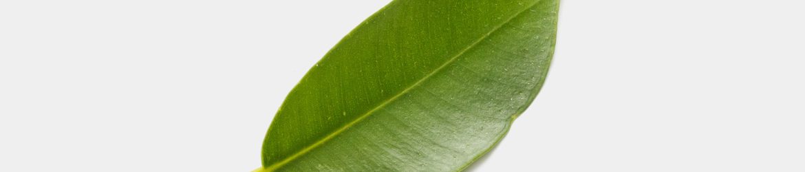 Free leaf graphic
