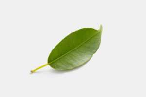 Free leaf graphic
