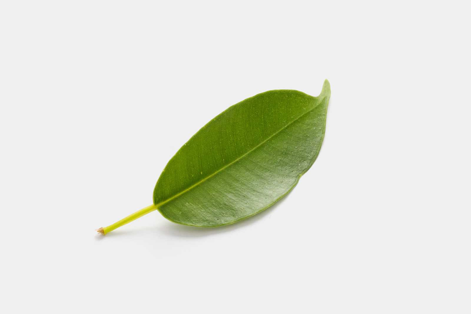 Free leaf graphic
