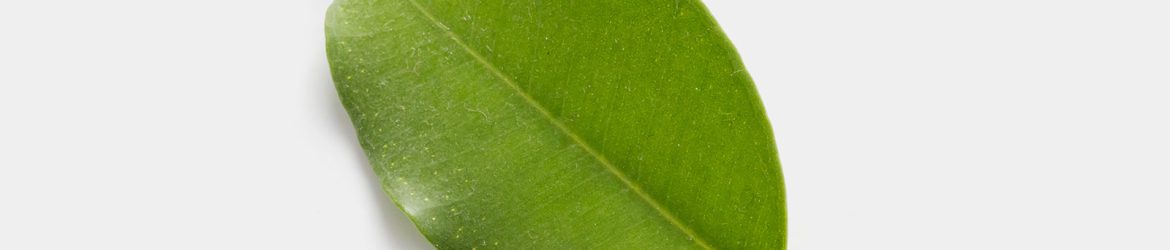 Free leaf PSD