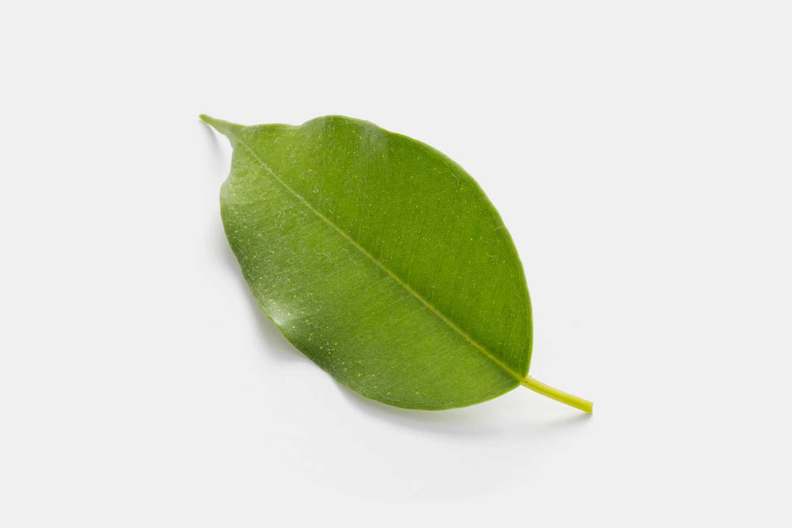 Free leaf PSD