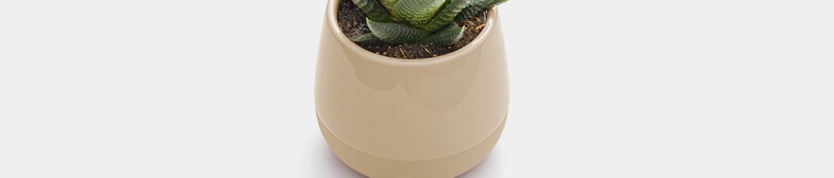Free pot in plant mockup