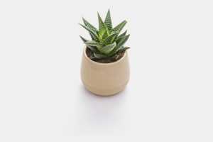 Free pot in plant mockup