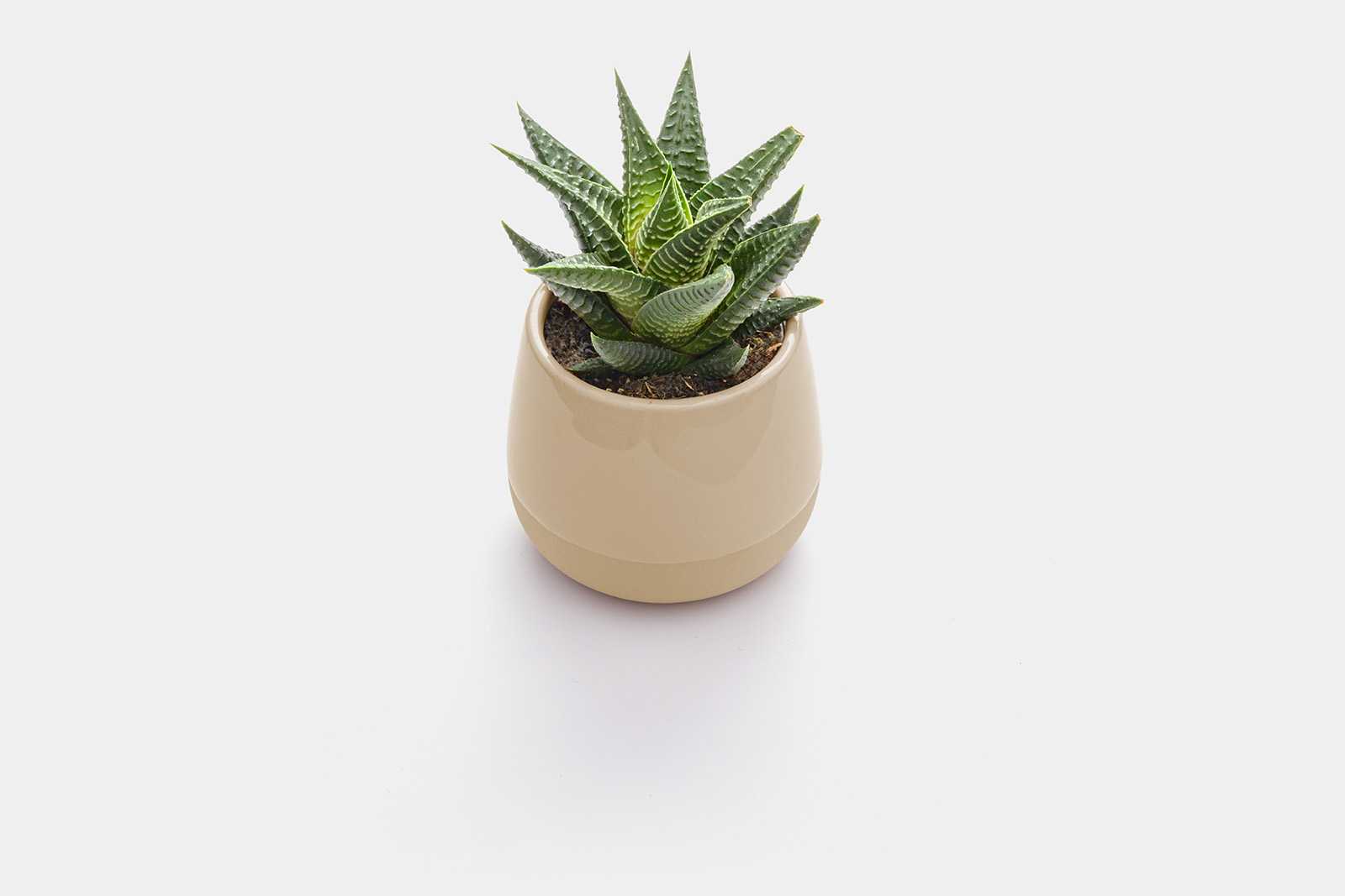 Free pot in plant mockup