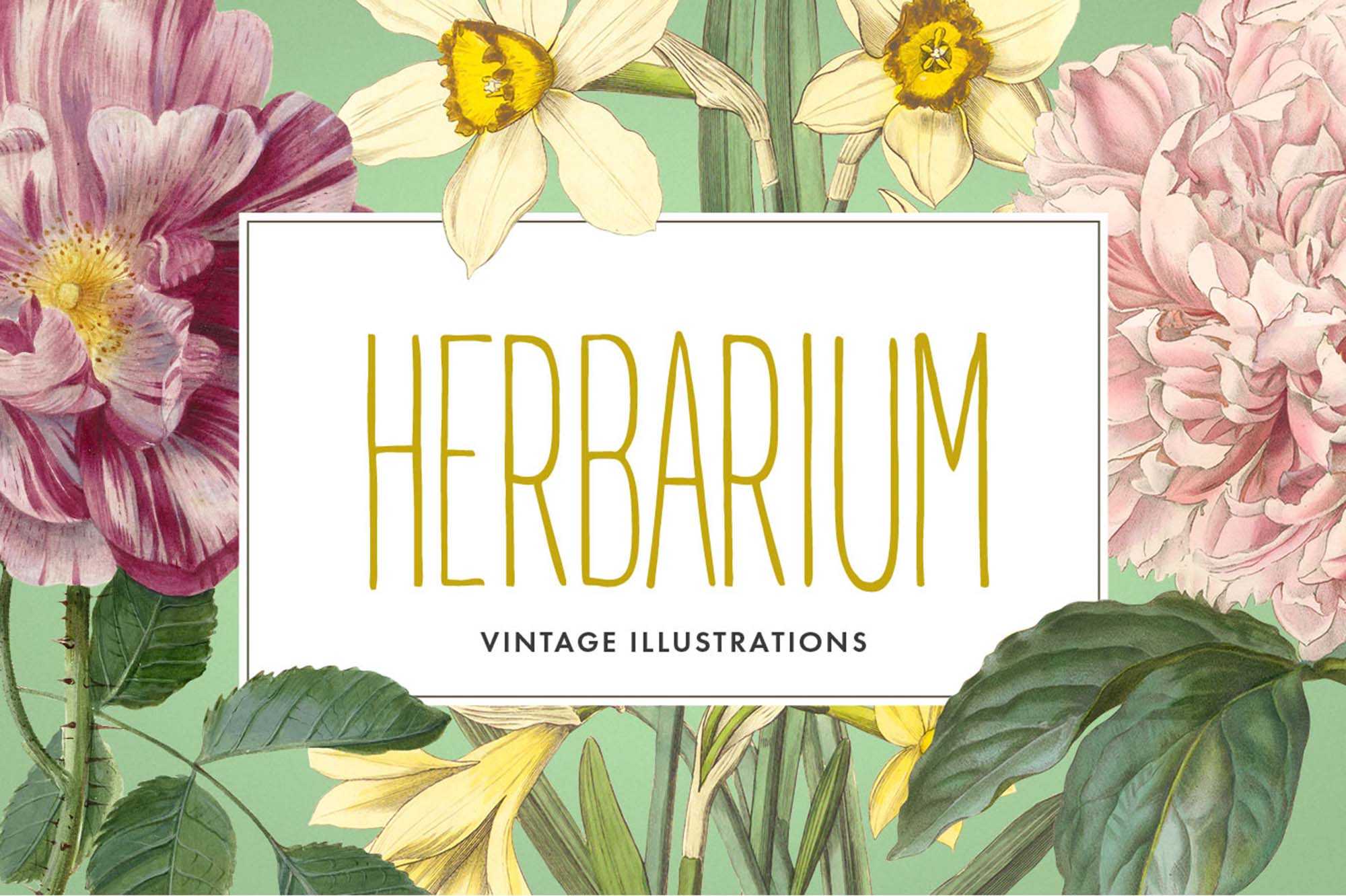 Free Vintage Herbarium Illustrations (PNG)