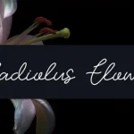 Gladiolus Flower Handwritten Font - Fonte Grátis Gladiolus Flower Handwritten Font