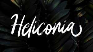 Heliconia Font › Fontesk